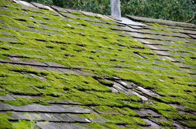 Safe moss removal methods you can do yourself
