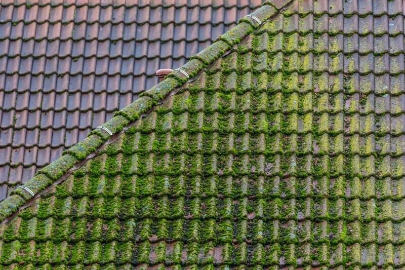 Why moss on a roof should not be ignored